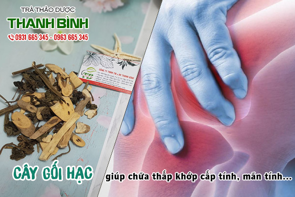 cây gối hạc tại thảo dược Thanh Bình