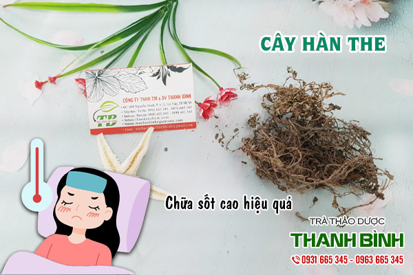 cây hàn the tại thảo dược Thanh Bình