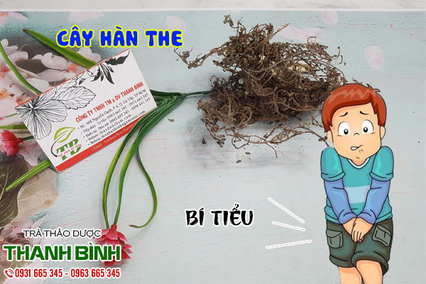 cây hàn the tại thảo dược Thanh Bình