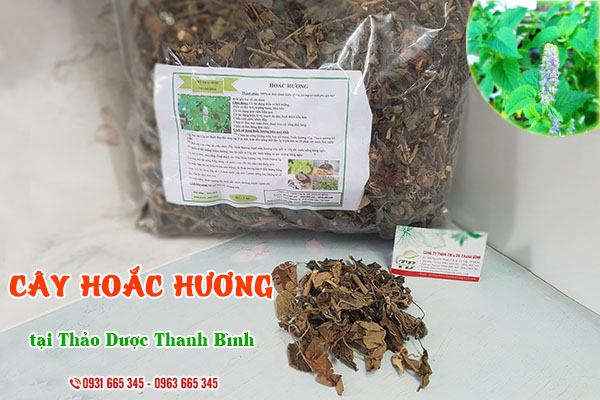 Cây hoắc hương Thảo Dược Thanh Bình