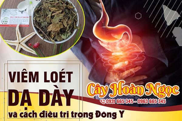 cây hoàn ngọc thảo dược thanh bình