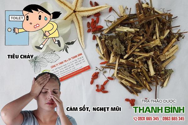 cây hương nhu tại thảo dược Thanh Bình