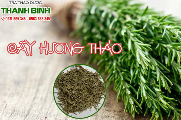 cây hương thảo tại thảo dược Thanh Bình