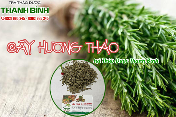 Cây hương thảo Thảo Dược Thanh Bình