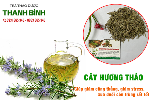 Cây hương thảo Thảo Dược Thanh Bình