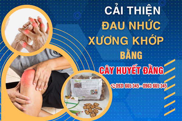 Cây huyết đằng Thảo Dược Thanh Bình