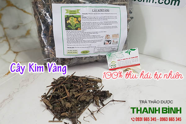 cây kim vàng thảo dược thanh bình