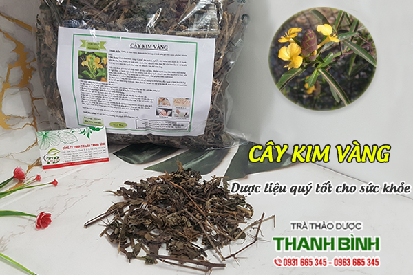 Cây kim vàng Thảo Dược Thanh Bình