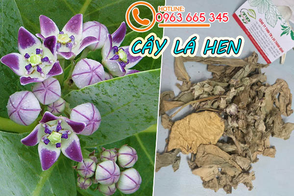 cây lá hen thảo dược thanh bình