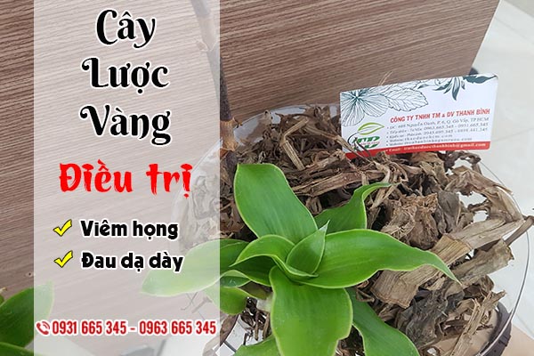 cây lược vàng thảo dược thanh bình