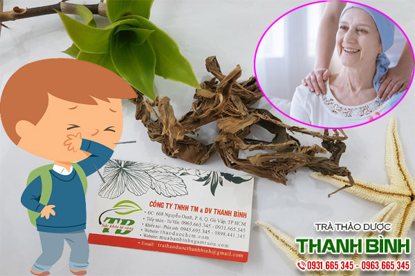 cây lược vàng tại thảo dược Thanh Bình