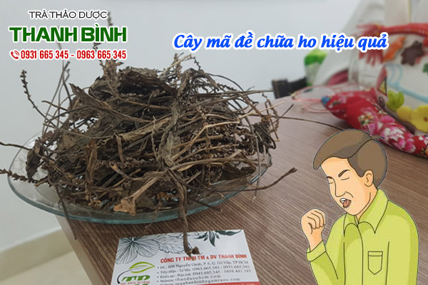 cây mã đề thảo dược thanh bình