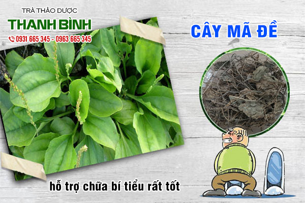 cây mã đề thảo dược thanh bình