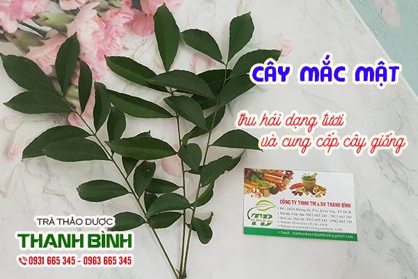 cây mắc mật thảo dược thanh bình