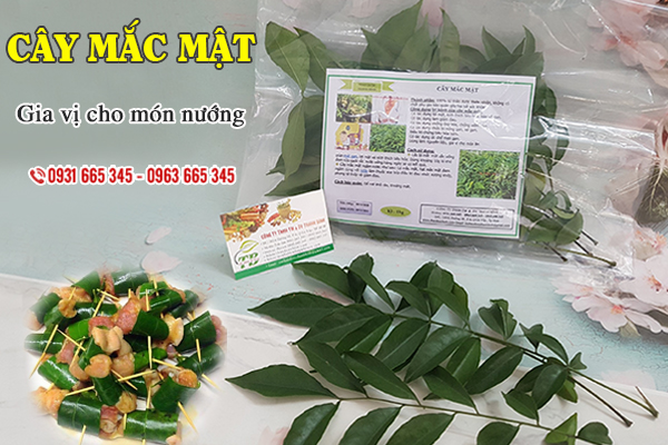 Cây mắc mật Thảo Dược Thanh Bình