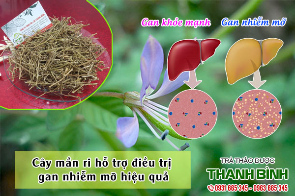 cây mần ri thảo dược thanh bình