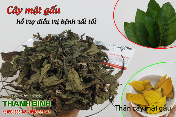 cây mật gấu thảo dược thanh bình