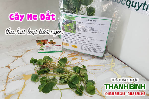 cây me đất thảo dược thanh bình