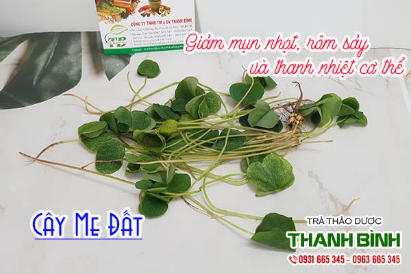 cây me đất thảo dược thanh bình