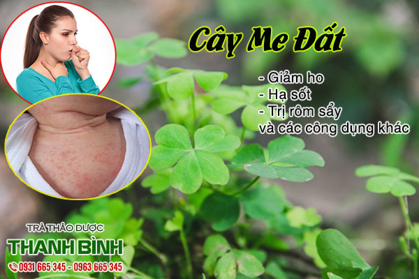 cây me đất thảo dược thanh bình