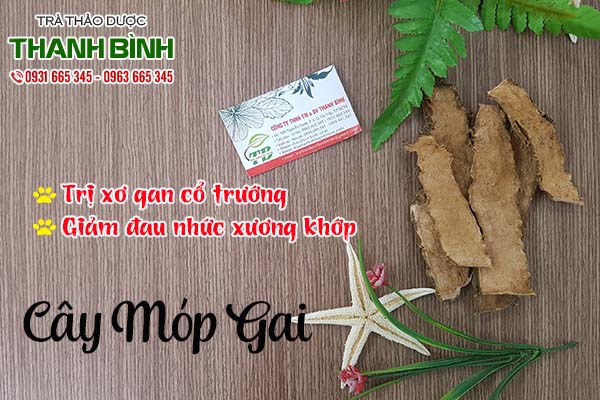 cây mướp gai thảo dược thanh bình