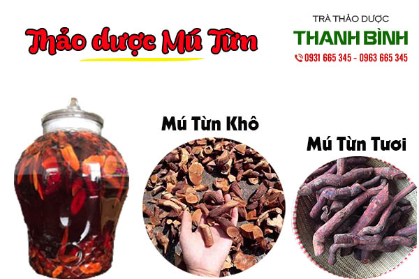 cây mú từn thảo dược thanh bình