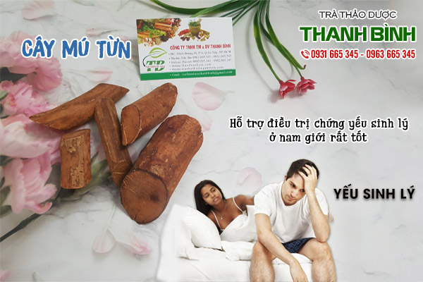 cây mú từn tại thảo dược thanh bình