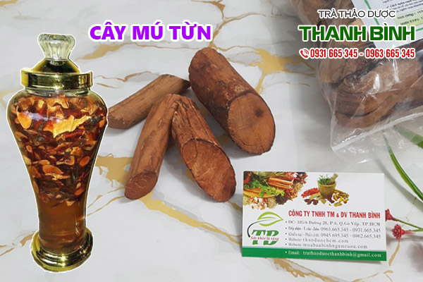 cây mú từn tại thảo dược thanh bình