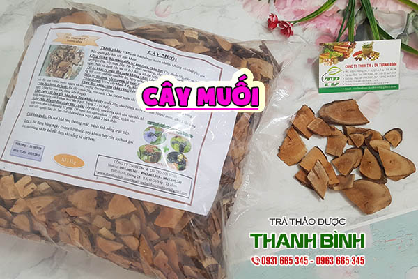 cây muối thảo dược thanh bình