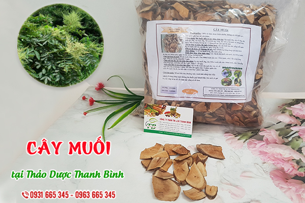 Cây muối Thảo Dược Thanh Bình