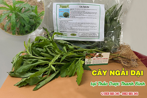 Cây ngải dại Thảo Dược Thanh Bình