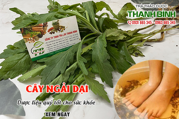 Cây ngải dại Thảo Dược Thanh Bình