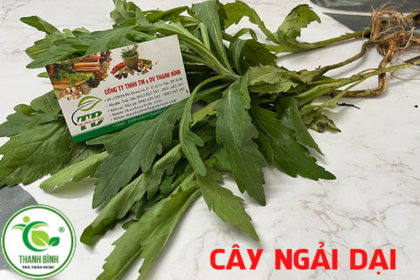 cây ngải dại tại thảo dược thanh bình