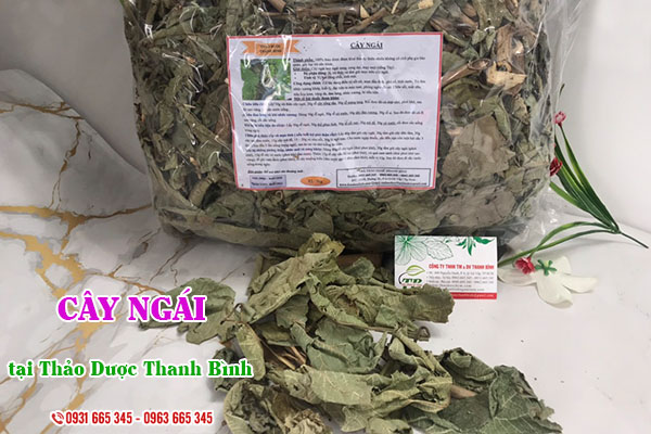 Cây ngái Thảo Dược Thanh Bình