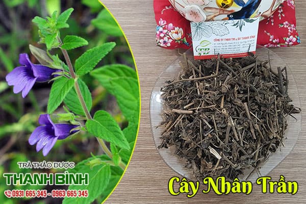 cây nhân trần thảo dược thanh bình