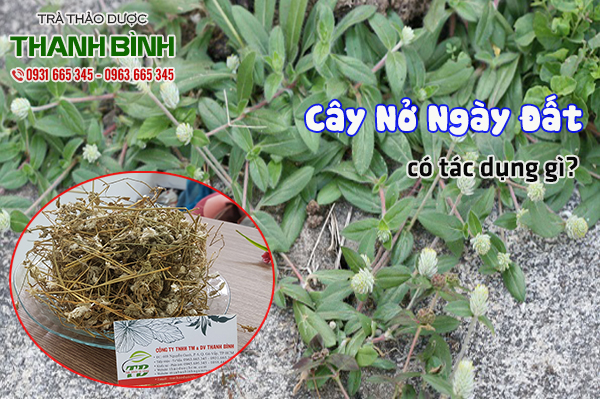 cây nở ngày đất thanh bình