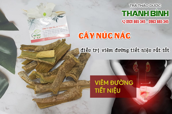 cây núc nác tại thảo dược Thanh Bình