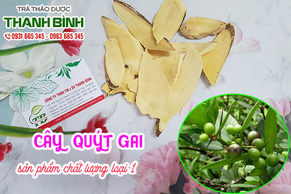 cây quýt gai thảo dược thanh bình