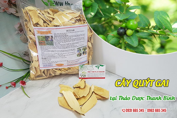 Cây quýt gai Thảo Dược Thanh Bình