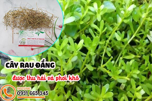 cây rau đắng thảo dược thanh bình