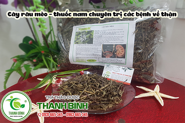 cây râu mèo thảo dược thanh bình