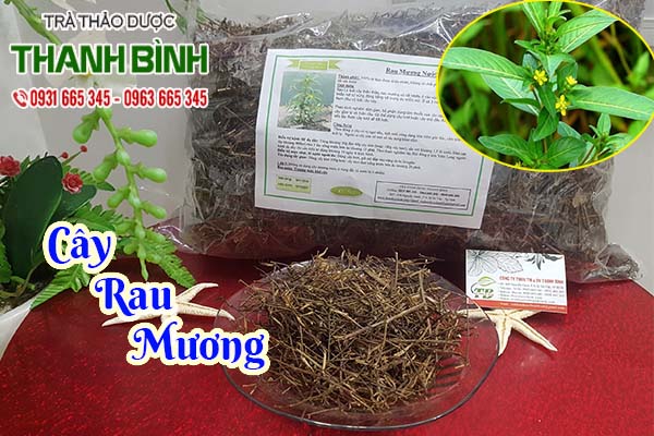 cây rau mương thảo dược thanh bình