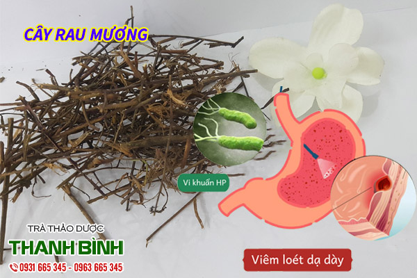 cây rau mương tại thảo dược Thanh Bình