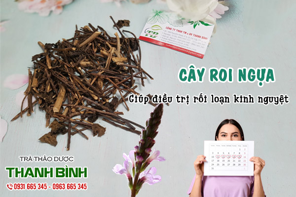 cây roi ngựa tại thảo dược Thanh Bình