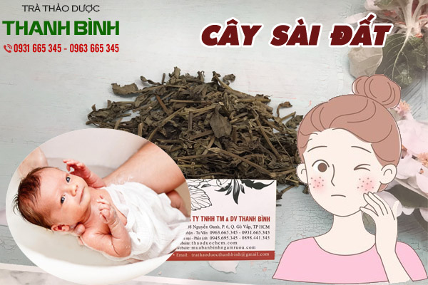 cây sài đất tại thảo dược Thanh Bình