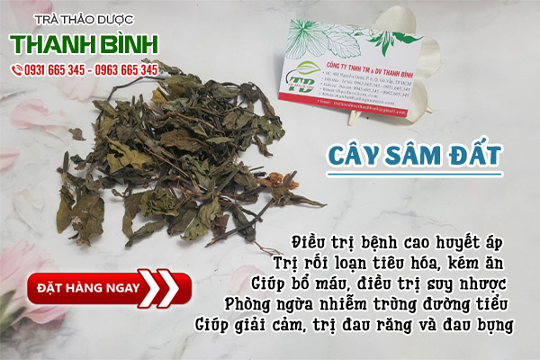 cây sâm đất tại thảo dược Thanh Bình