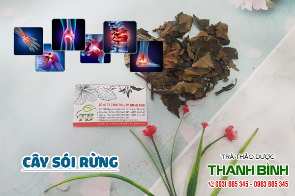 cây sói rừng tại thảo dược Thanh Bình