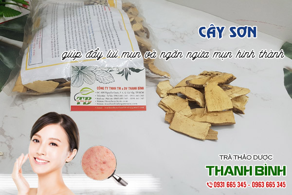 cây sơn tại thảo dược Thanh Bình