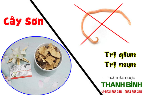 cây sơn thảo dược thanh bình