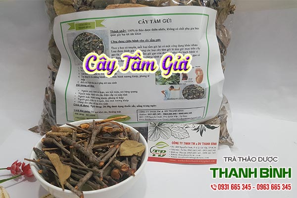 cây tầm gửi thảo dược thanh bình